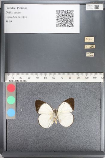 Media type: image;   Entomology 131554